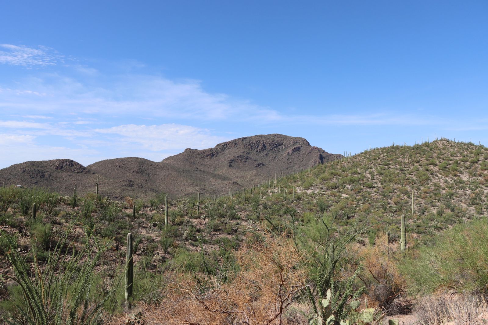 Saguaro cacti climbing the Tucson Mountains under a clear Sonoran Desert sky, an illustrative image for the firm's Tucson service area.