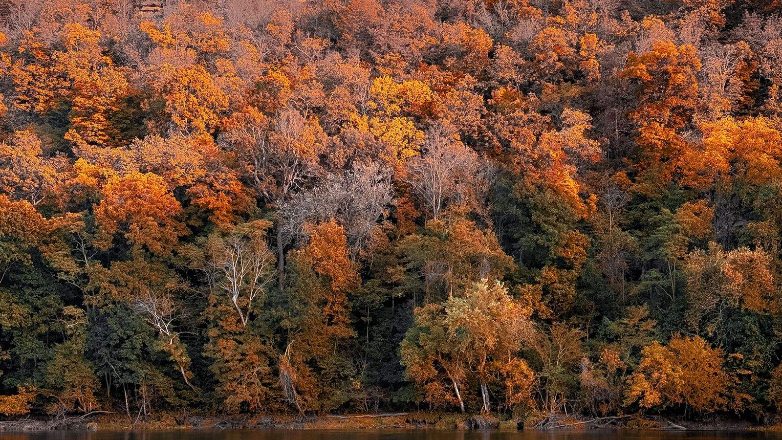 A hillside of autumn forest above a river in Arkansas: an illustrative image of the state.